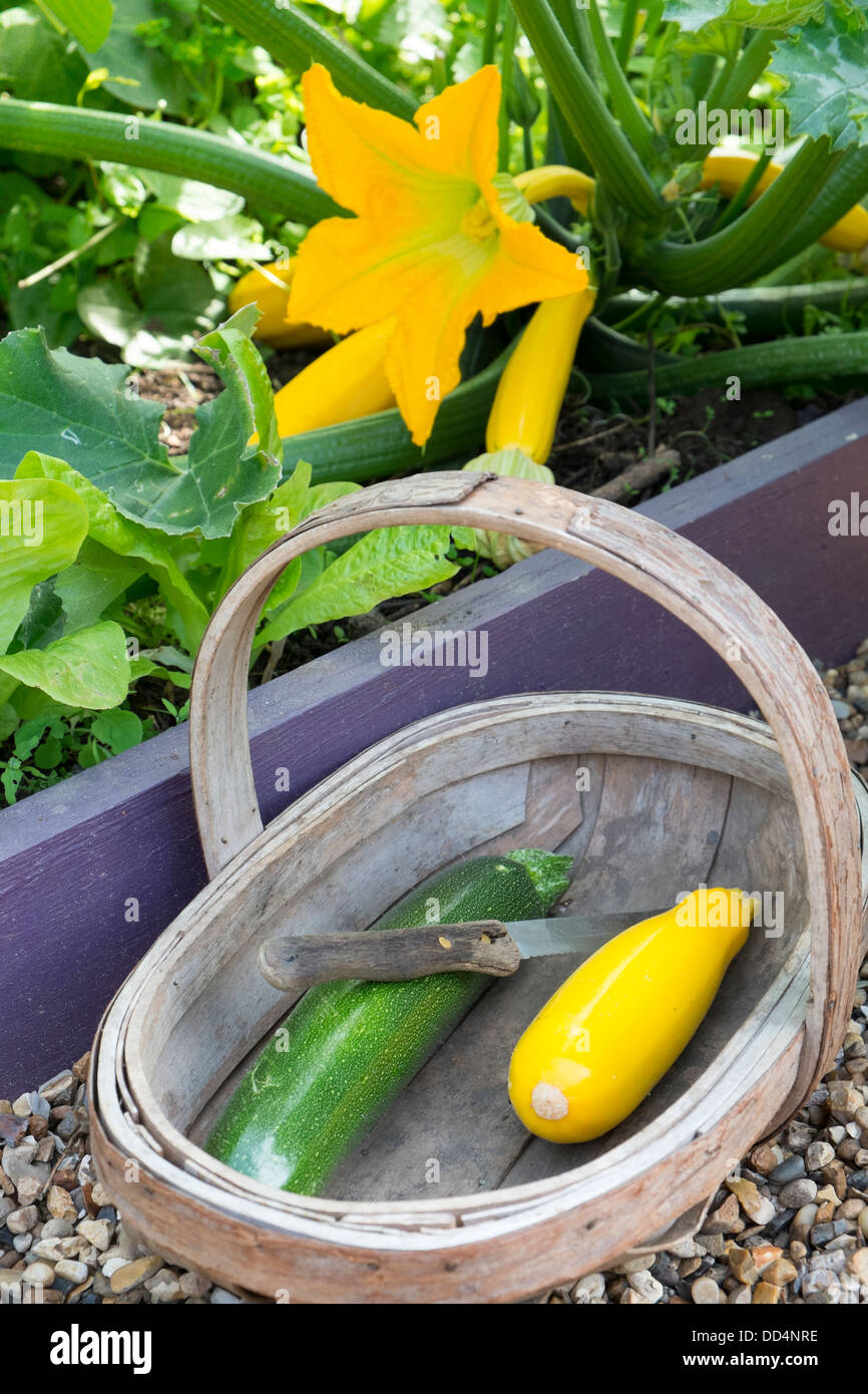 La zucchina, 'Soleil' crescendo in piccolo letto rialzato, con trug di raccolte di zucchine. Foto Stock