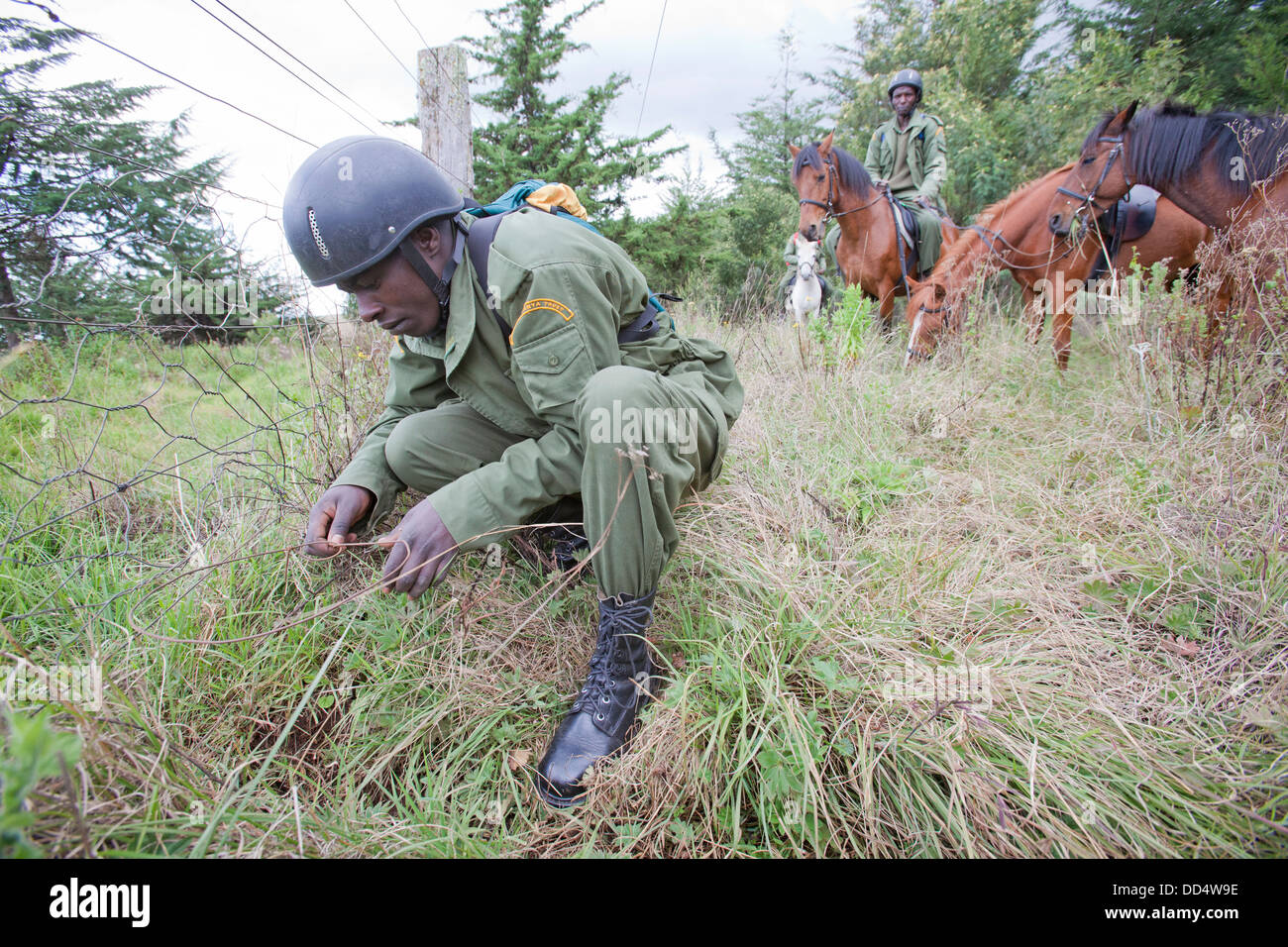Anti-caccia di frodo unità di pattuglia a cavallo rimuovere un laccio collocato sul fondo di un parco filo di delimitazione recinzione, Monte Kenya NP, Kenya Foto Stock