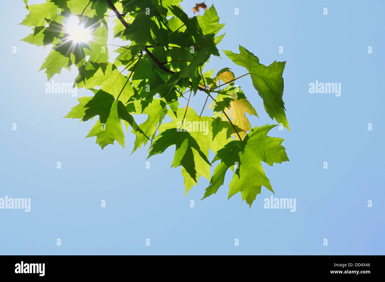 Retro illuminazione su foglie di acero con Sun, Canada Foto Stock