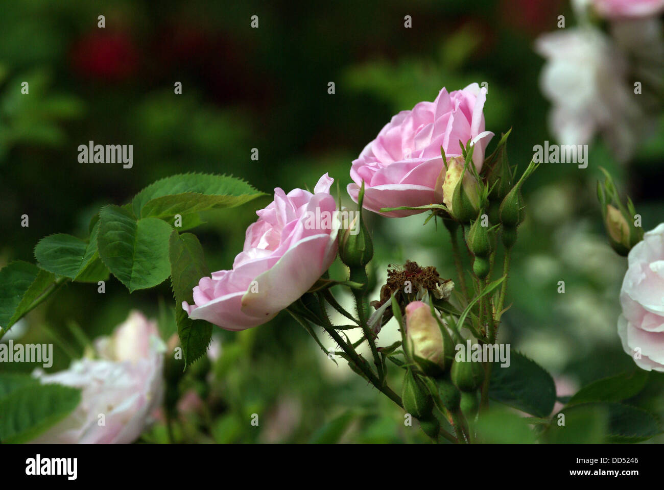 Rose Alba CELESTE Foto Stock