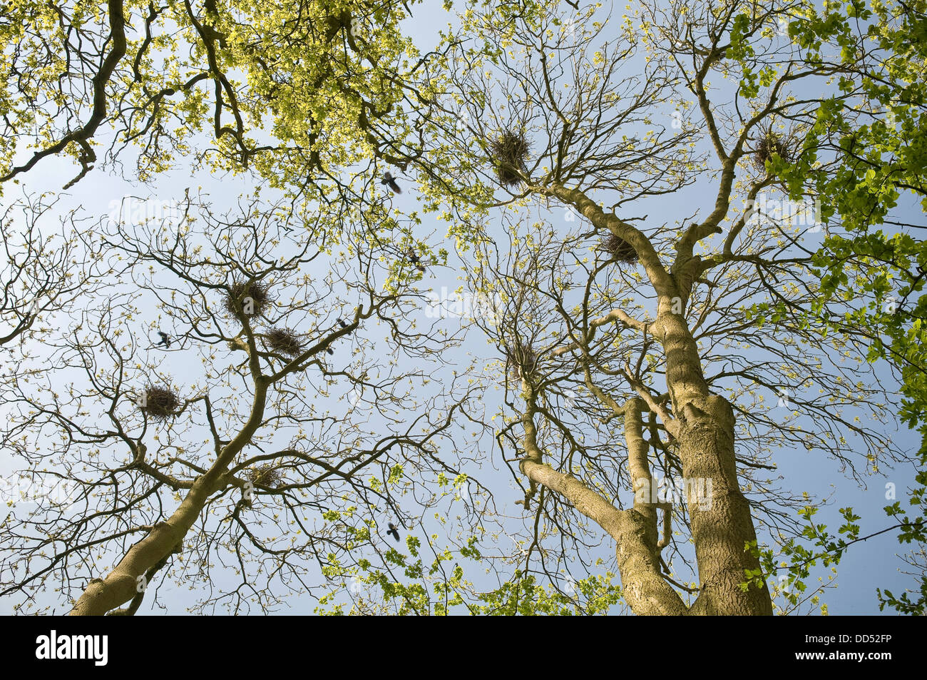 I corvi nidifica in un bosco ceduo di faggio nel Wiltshire, Regno Unito Foto Stock