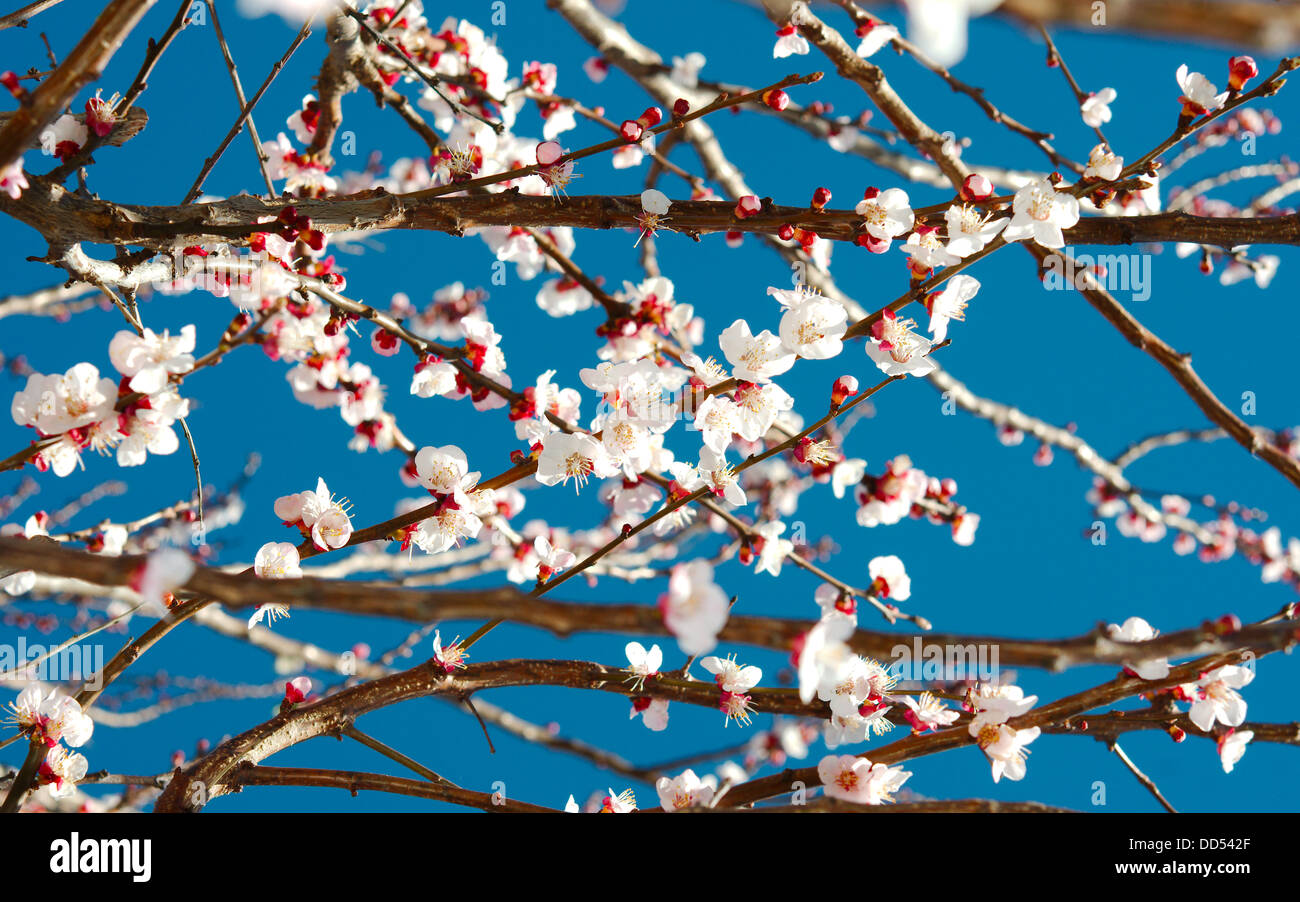 La molla fiore bianco succursali sul cielo blu come sfondo Foto Stock