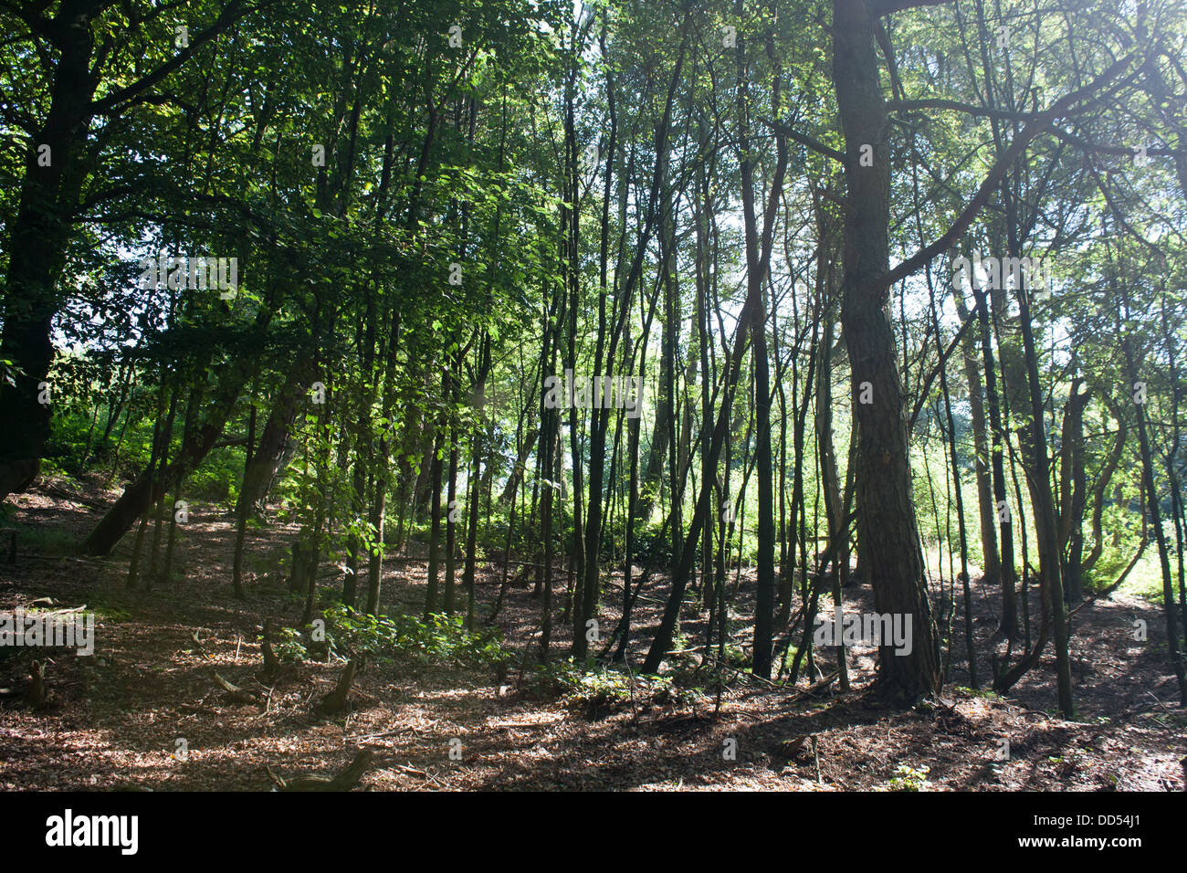 foresta oscura Foto Stock