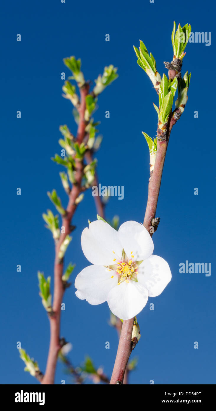 Lonely white fiore di primavera sbocciano i fiori sul ramo aganst cielo blu Foto Stock