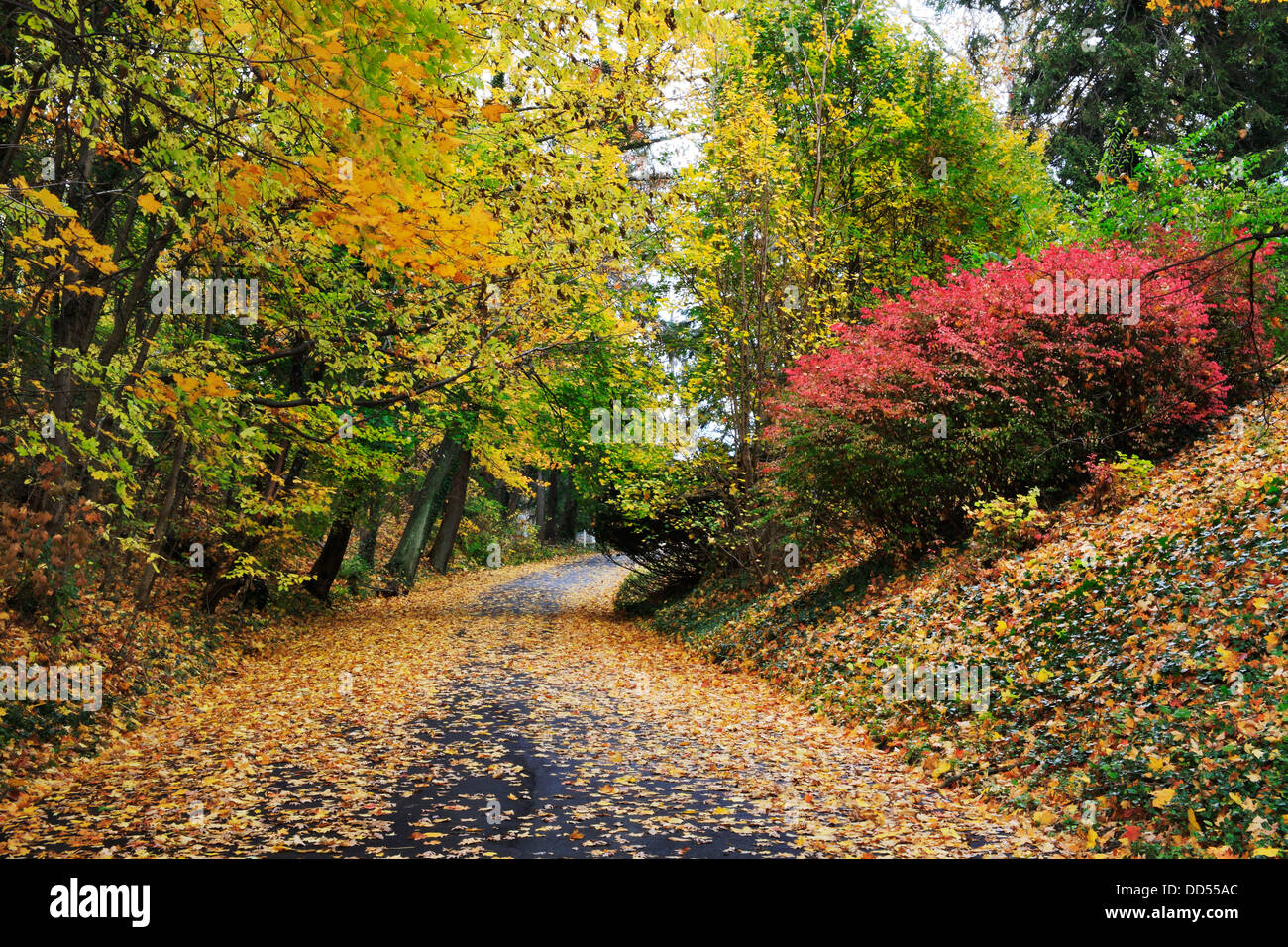 Un baldacchino di alberi colorati su una tranquilla strada del cimitero in un giorno di pioggia in autunno, Southwestern Ohio, Stati Uniti d'America Foto Stock