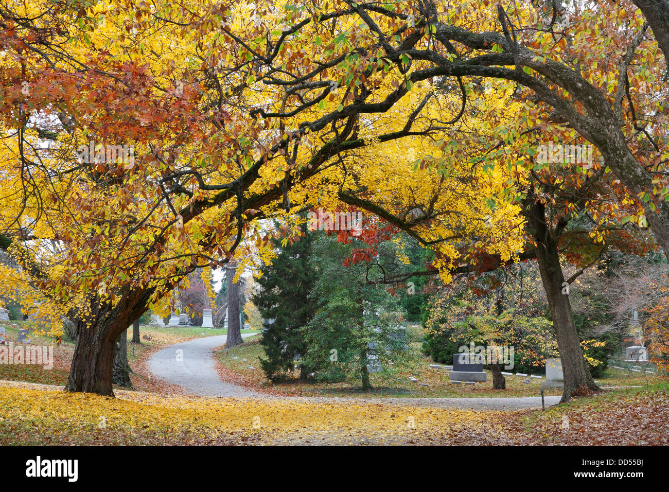 Un baldacchino di Blazing alberi giallo su una tranquilla strada del cimitero in autunno, Southwestern Ohio, Stati Uniti d'America Foto Stock