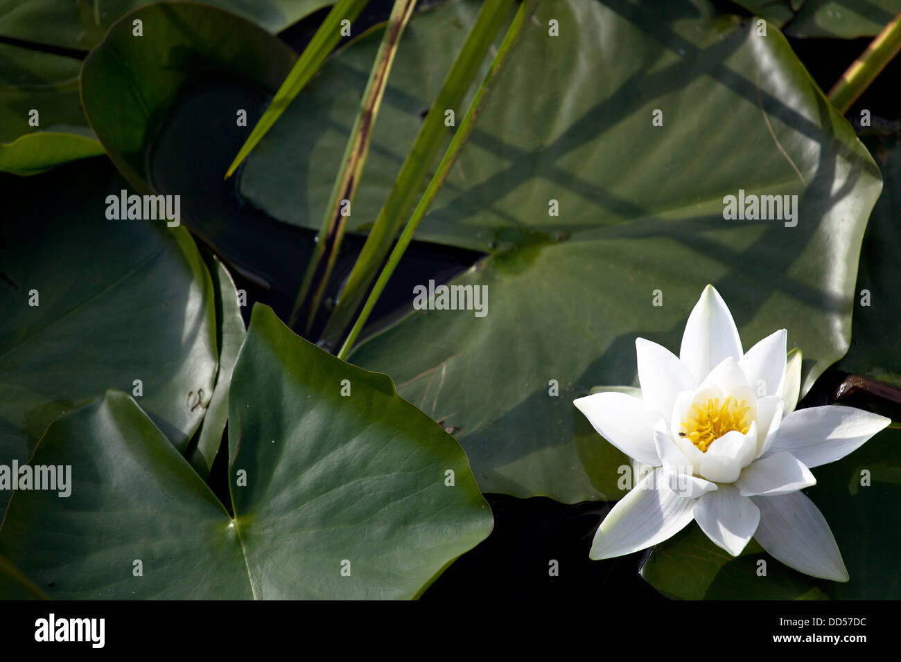 Ninfee in Pembrokeshire Wales Foto Stock