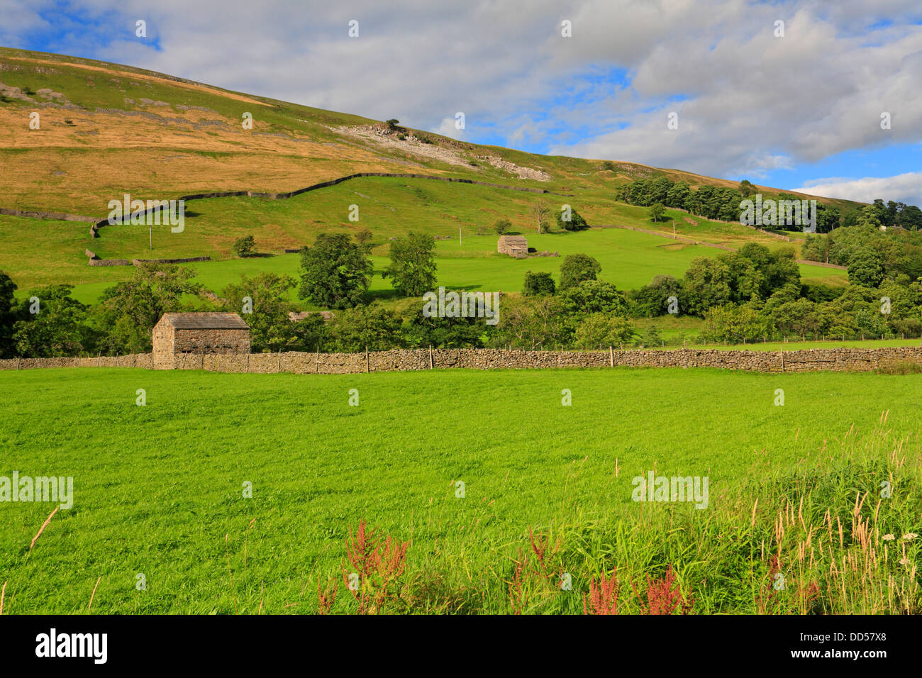 Campo fienili in Muker, Swaledale, North Yorkshire, Yorkshire Dales National Park, Inghilterra, Regno Unito. Foto Stock