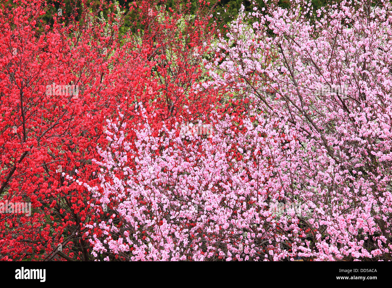 Fiori di Pesco, Prefettura di Nagano Foto Stock