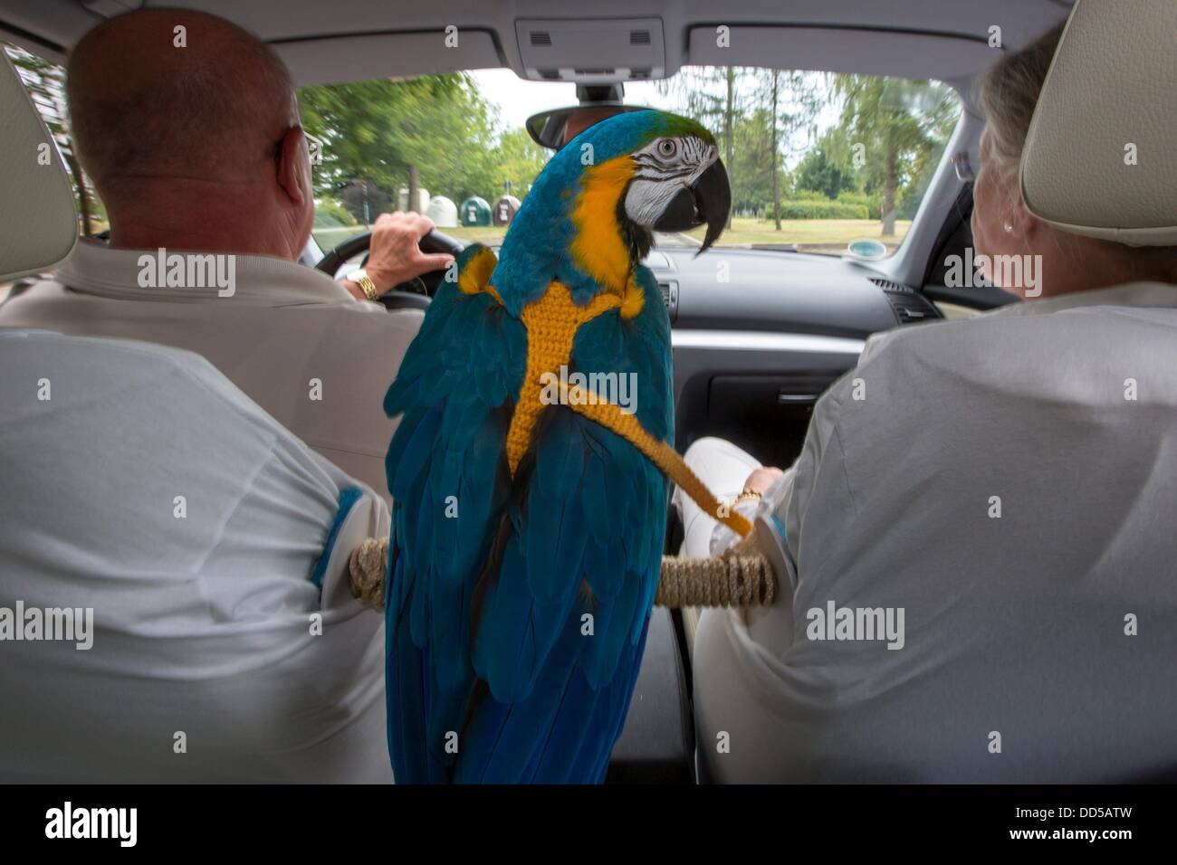 Parrot "Daisy' aziona in auto con Hilde e Lothar Gottschall in Soemmerda, Germania, 09 agosto 2013. Il Blu e il giallo Macaw accompagna i suoi proprietari everyplace. Foto: MICHAEL REICHEL Foto Stock