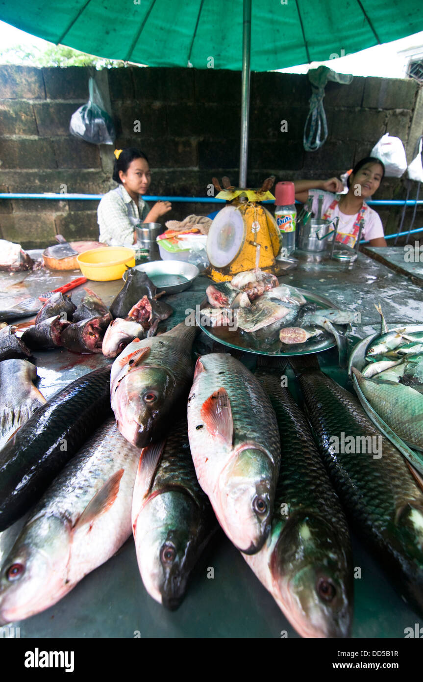 Mercato del Pesce di Tachileik. Foto Stock