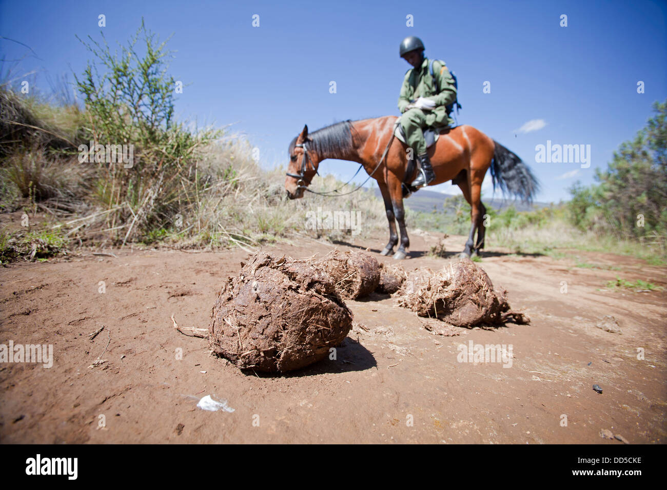 Anti-caccia di frodo patrol a cavallo rilevando sterco mentre tracking elefante in Monte Kenya National Park, Kenya Foto Stock