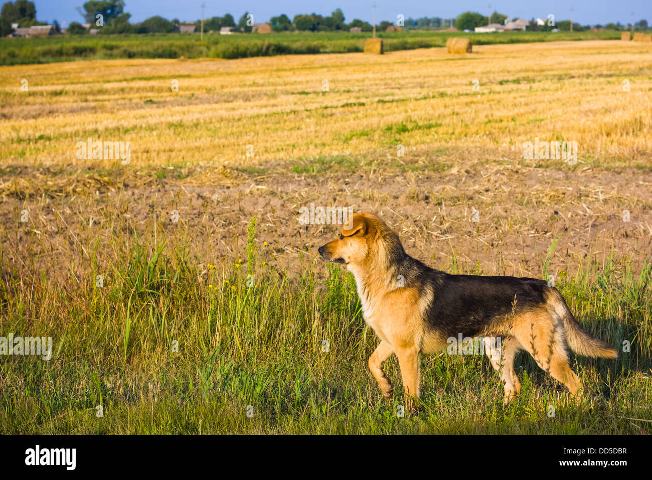 Cane marrone in esecuzione nel settore Outdoor Foto Stock