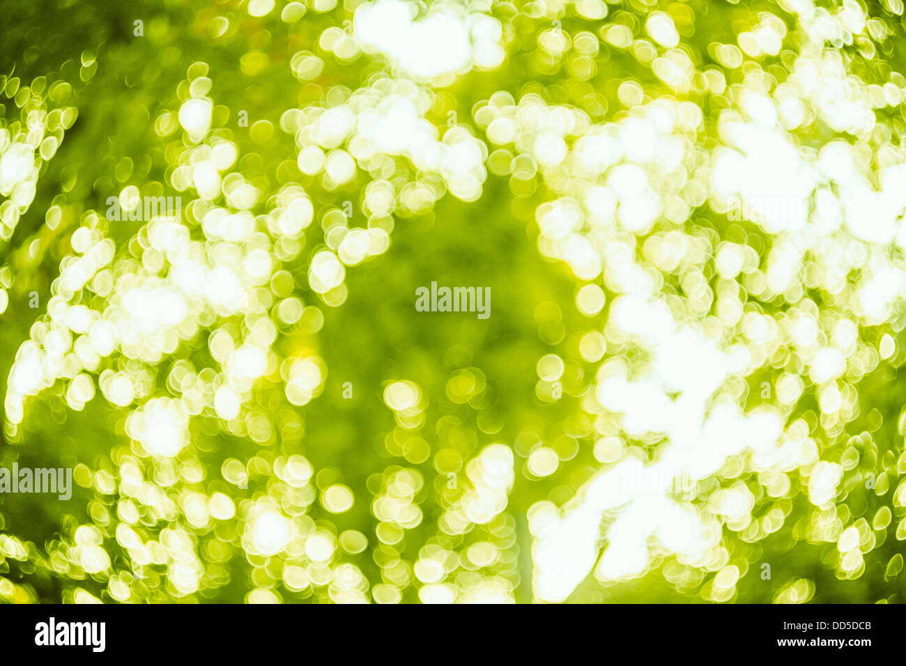 Luci sfocate sullo sfondo verde brillante. La molla bokeh di fondo. Abstract sfondo estivo Foto Stock