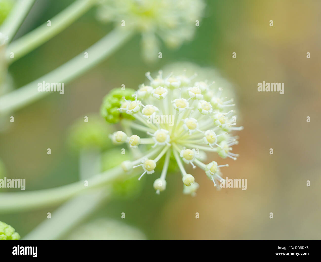 Aralia giapponese Foto Stock