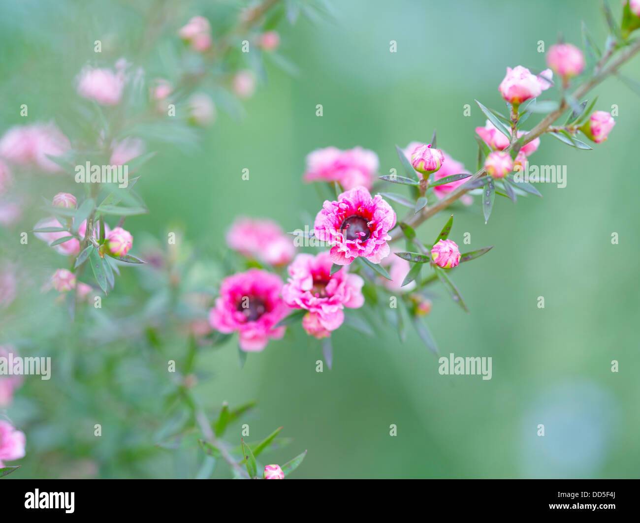 Fiori della prugna Foto Stock