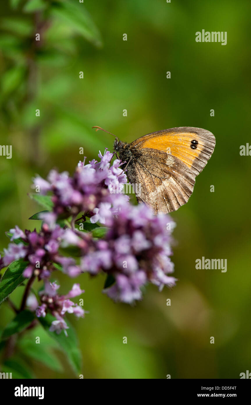 Gatekeeper butterfly sul selvaggio fiore di maggiorana Foto Stock