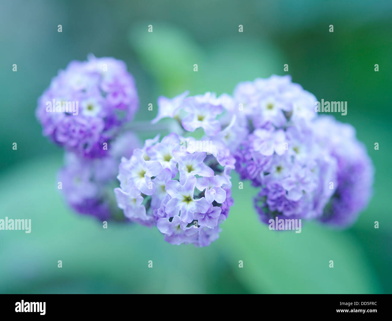 Fiori Heliotrope Foto Stock