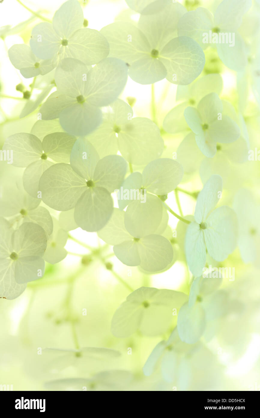 I fiori delle ortensie Foto Stock