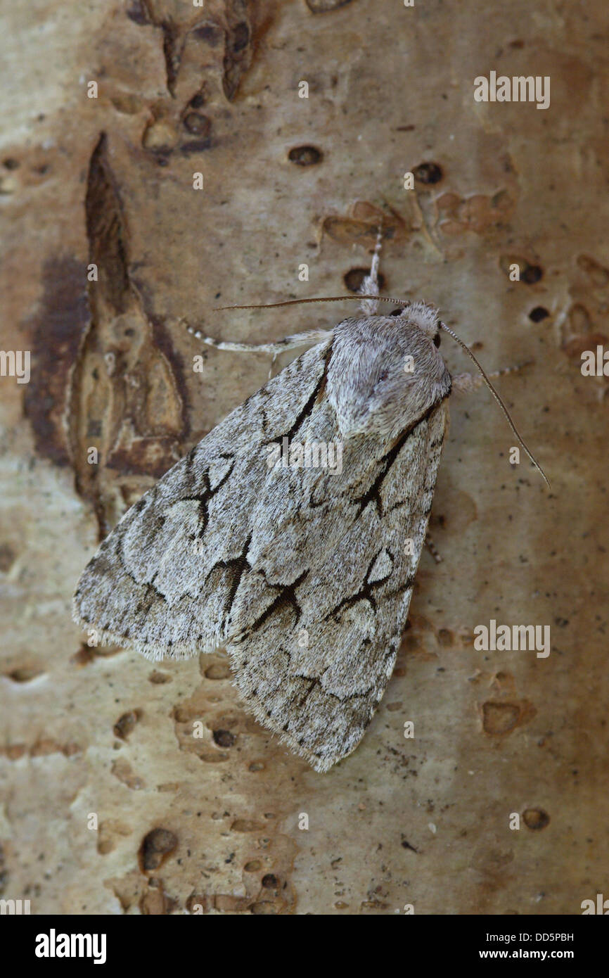 Pugnale Moth - Acronicta sp Foto Stock