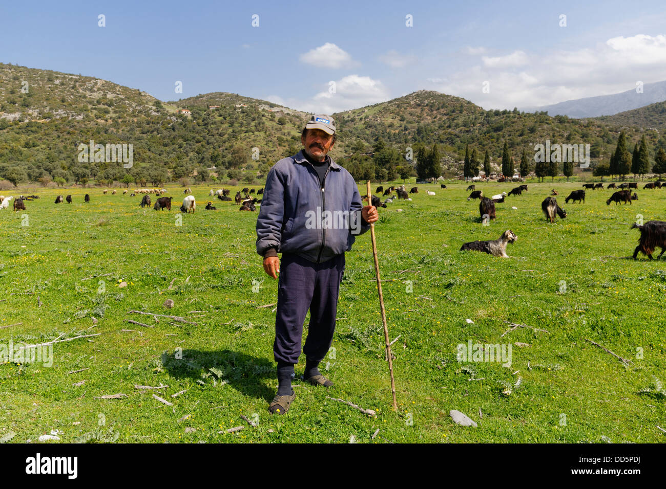 Turchia, Cesme Penionsula, Pastore con capre nel campo Foto Stock
