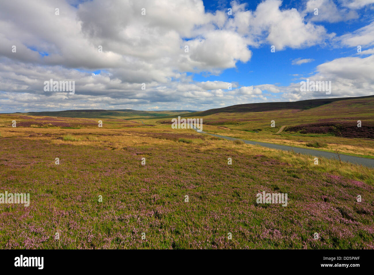 Heather moro sulla Arkengarthdale, North Yorkshire, Yorkshire Dales National Park, Inghilterra, Regno Unito. Foto Stock