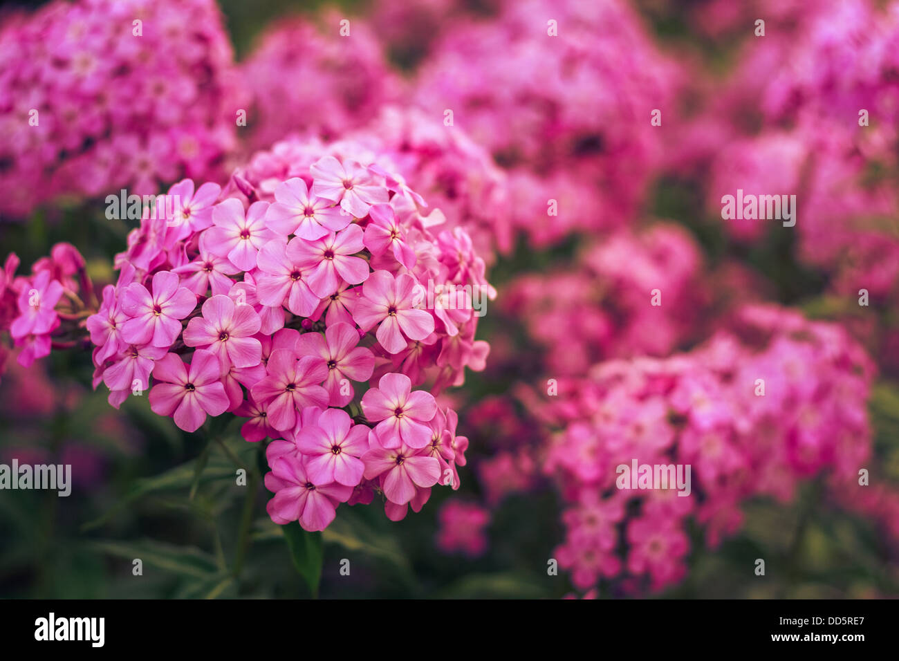 Phlox Fiore vista ravvicinata Foto Stock