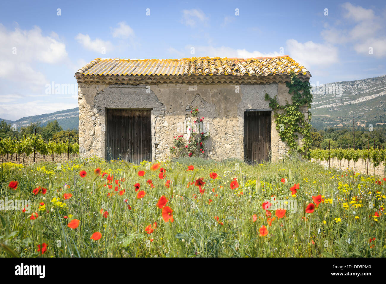 I PAPAVERI ondeggiano nella brezza nella parte anteriore di un 'shabby chic' azienda francese dependance sul bordo di un vigneto. Foto Stock