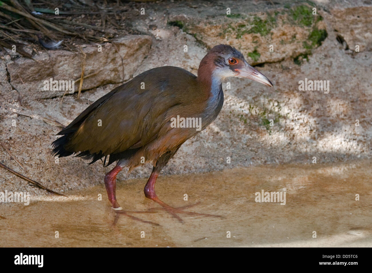 Il gigante della rampa di legno (aramides ypecaha) Foto Stock