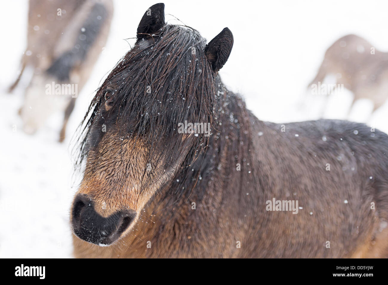 Un piccolo gruppo di wild moorland pony nella foto durante una nevicata invernale. Foto Stock