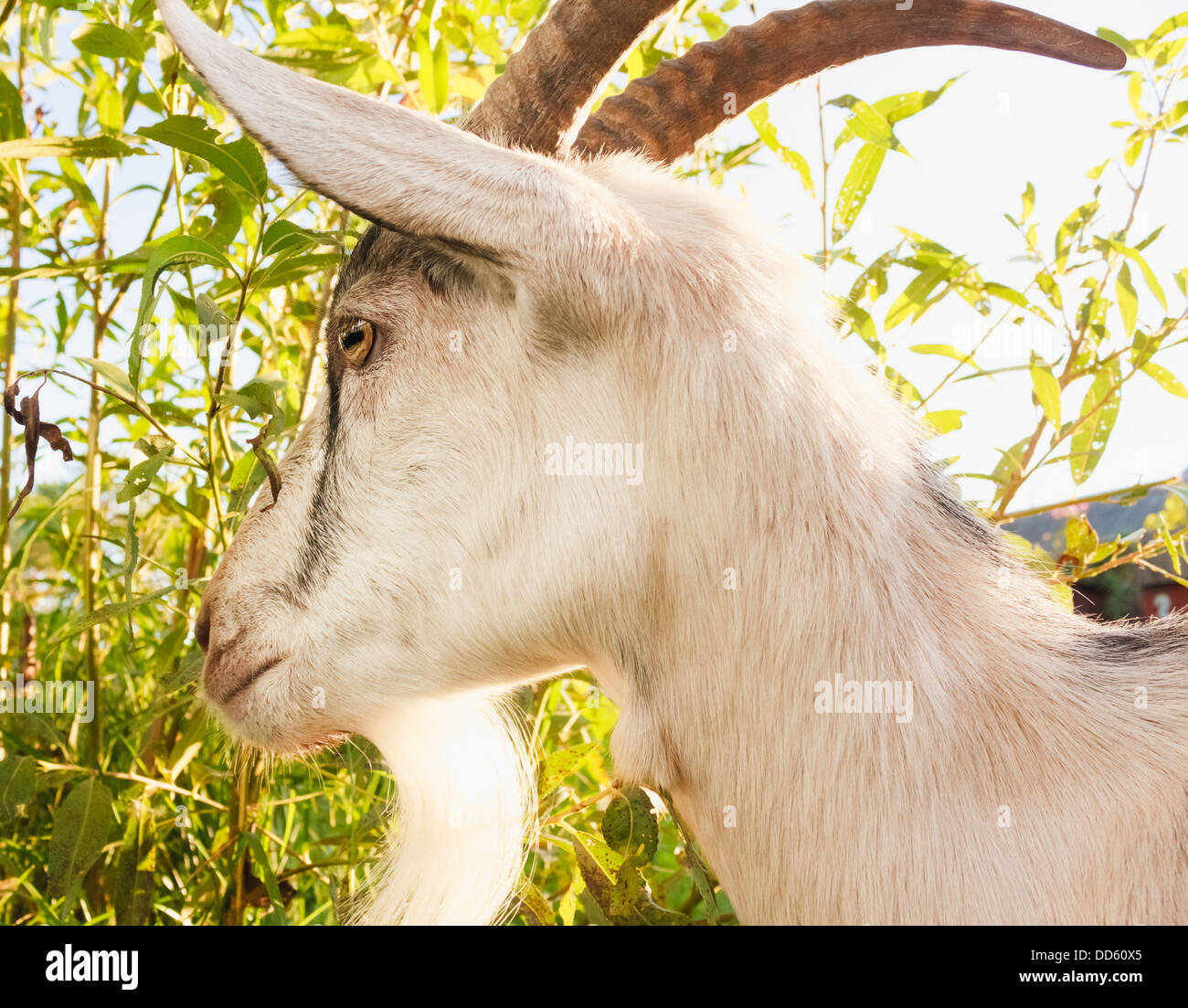 Capra di mangiare un'erba su un verde prato Foto Stock