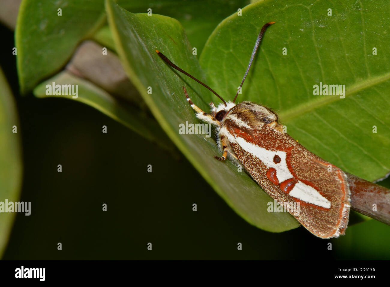 Un colorato moth in appoggio su una foglia. Foto Stock