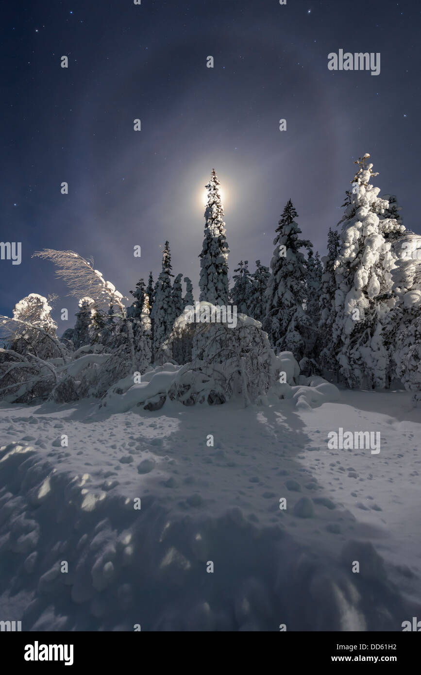 Un alone di luna, causato dalla rifrazione della luce attraverso i cristalli di ghiaccio, perfettamente fotogrammi un po' di neve alberi incrostati di Kiruna Foto Stock