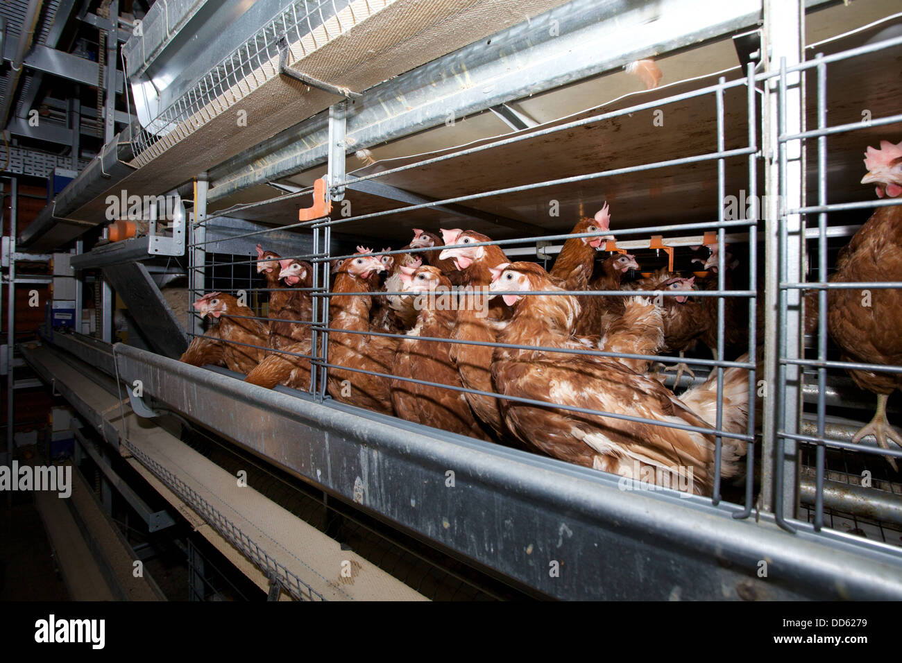Batteria galline di fattoria, UK. Foto Stock