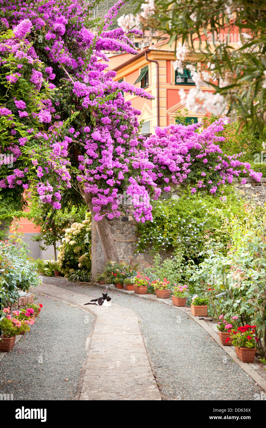 Fiori e gatti in giardino in Italia Foto Stock