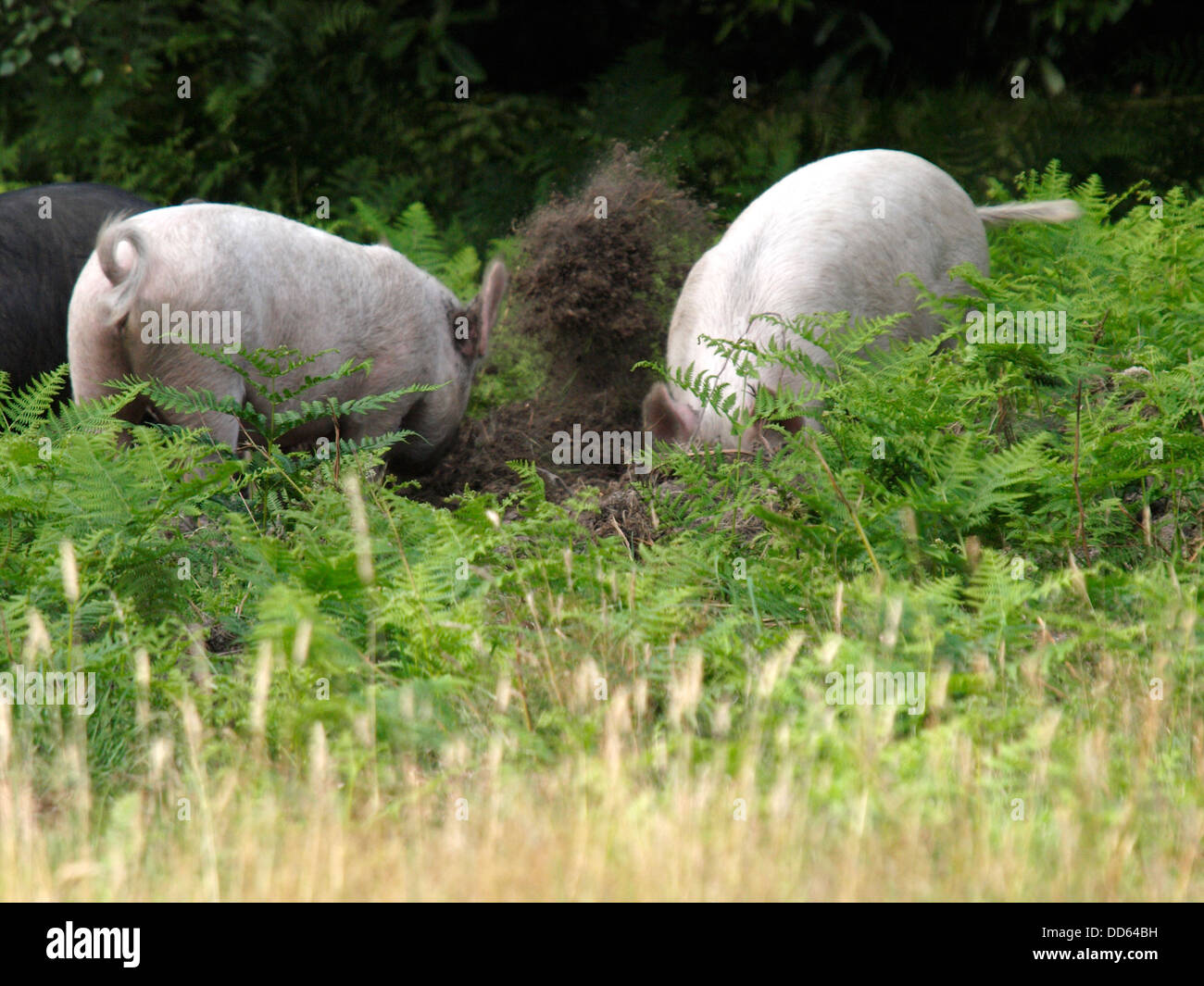 I suini che scava in radici, New Forest, Hampshire, Regno Unito 2013 Foto Stock