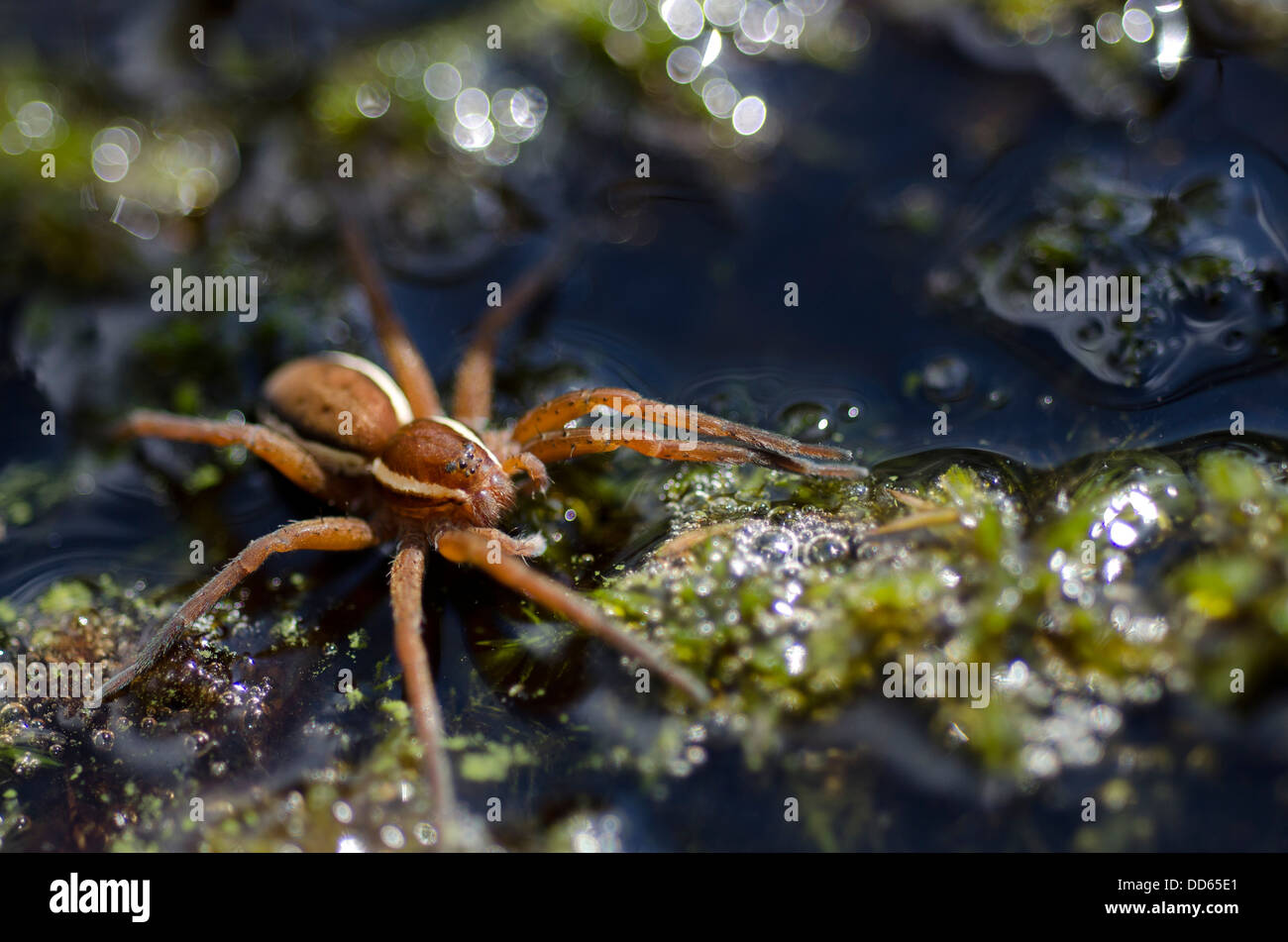 Raft Spider su stagno erbacce Foto Stock