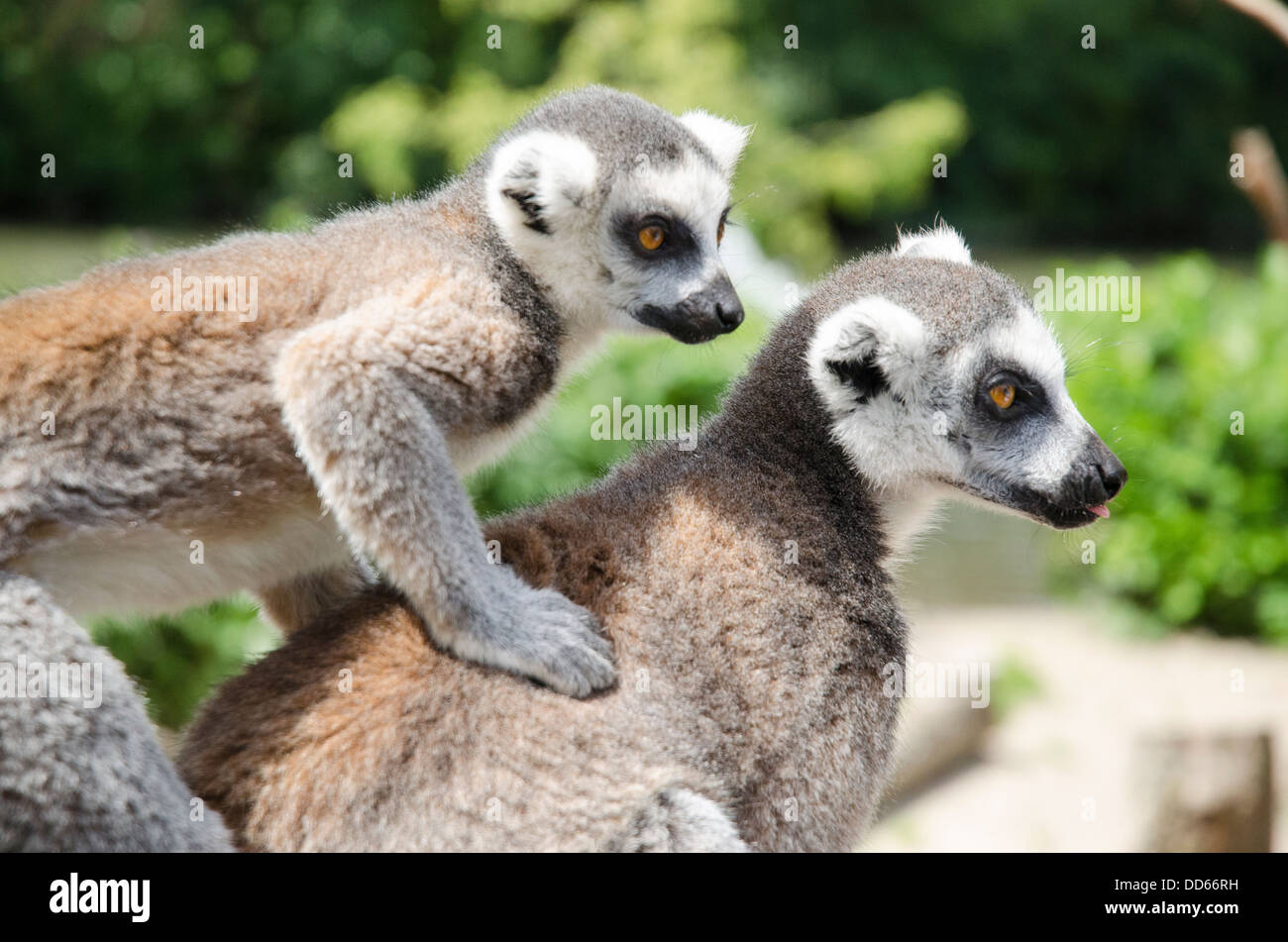 Lemuri, baby e madre Foto Stock