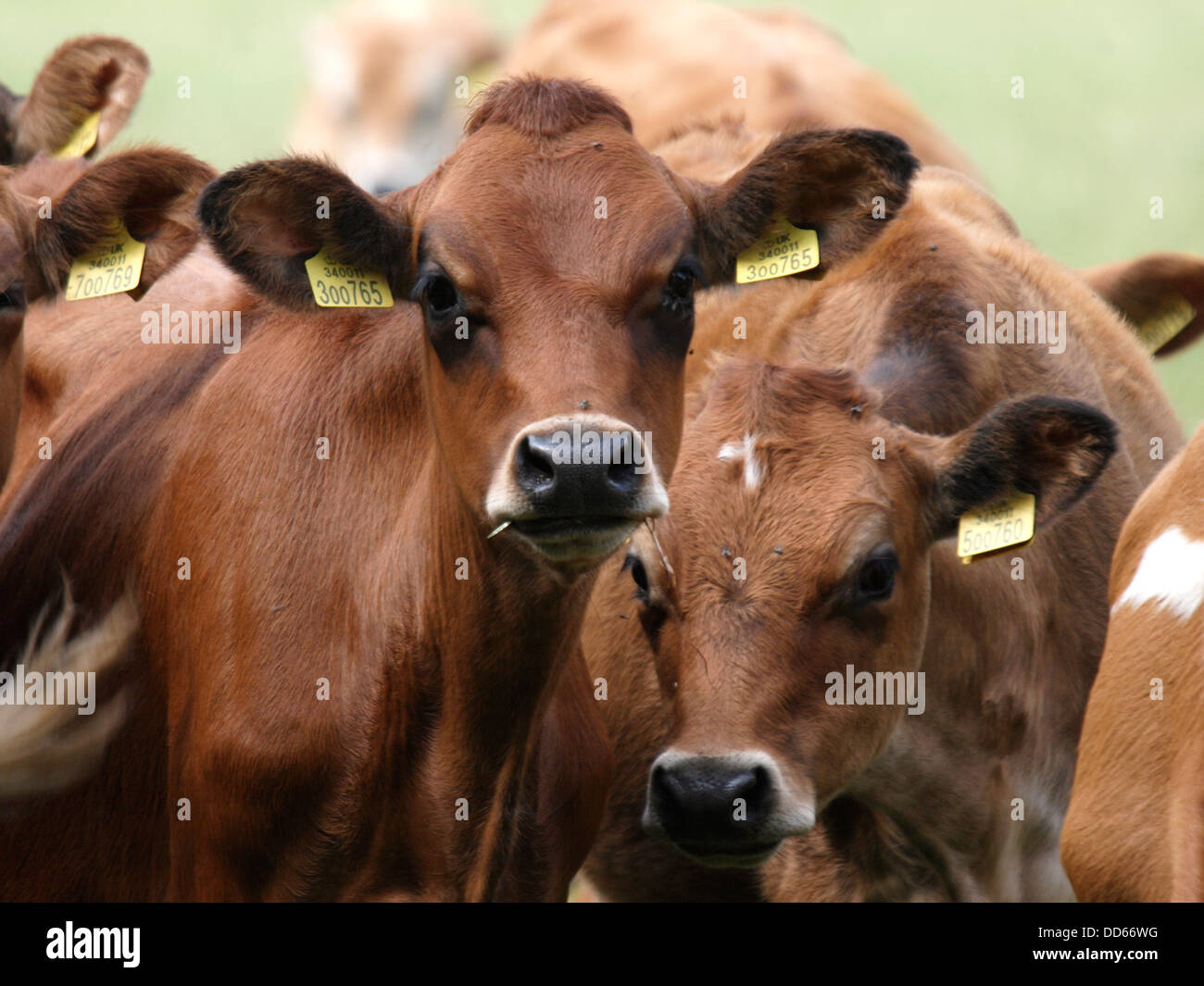 Jersey di vitelli, Dorset, Regno Unito 2013 Foto Stock