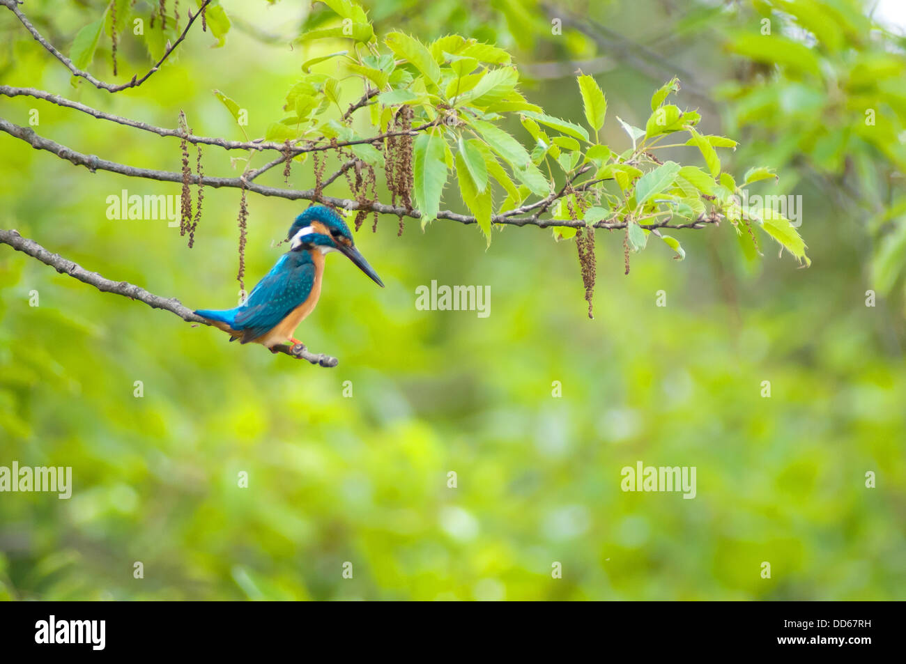 Kingfisher su un albero Foto Stock