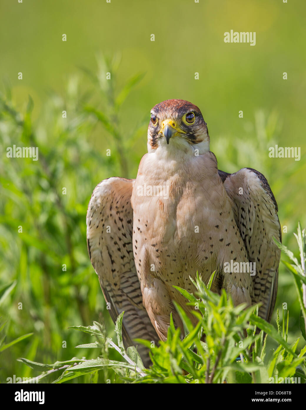 Close-up di un adulto Lanner falcon (Falco biarmicus) in piedi in un prato Foto Stock