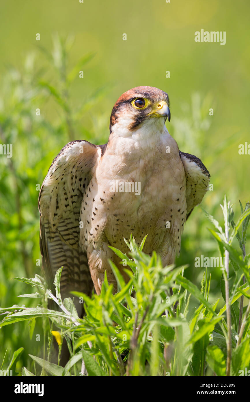 Close-up di un adulto Lanner falcon (Falco biarmicus) in piedi in un prato Foto Stock