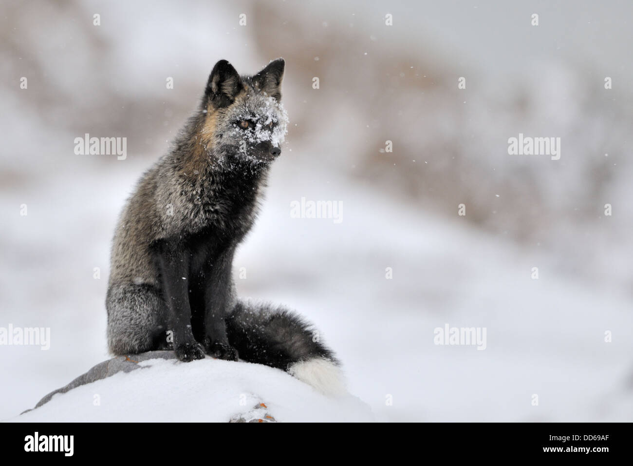 Red Fox (Vulpes vulpes vulpes) con nero pelliccia colorvariation seduta nella neve, sulla sommità di una roccia, Churchill, Manitoba, Canada. Foto Stock