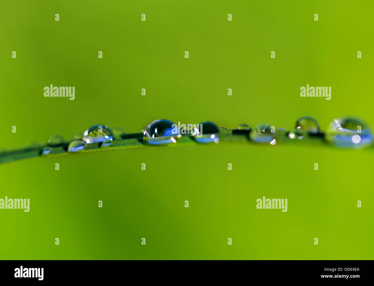 Zoomed gocce di rugiada sull'erba lasciare dopo la pioggia Foto Stock