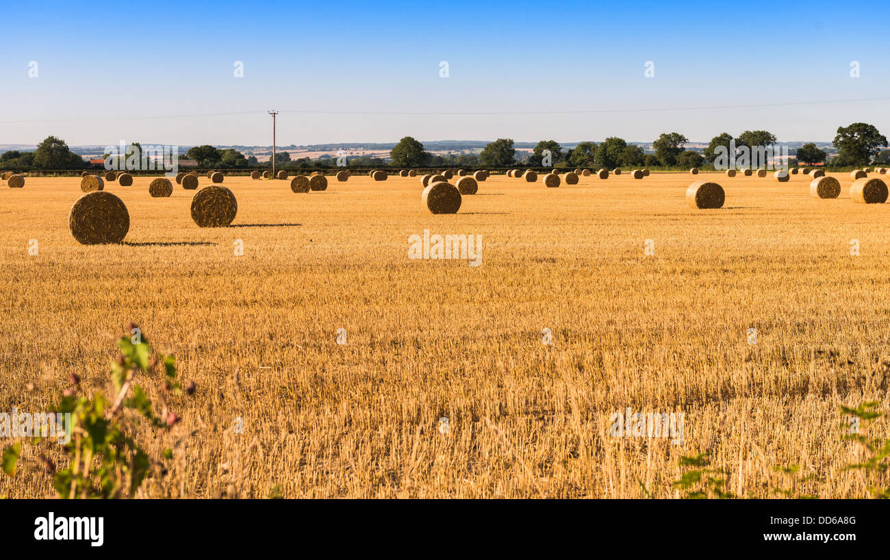 Bails di fieno in un campo di Pickering, North Yorkshire, Regno Unito Foto Stock