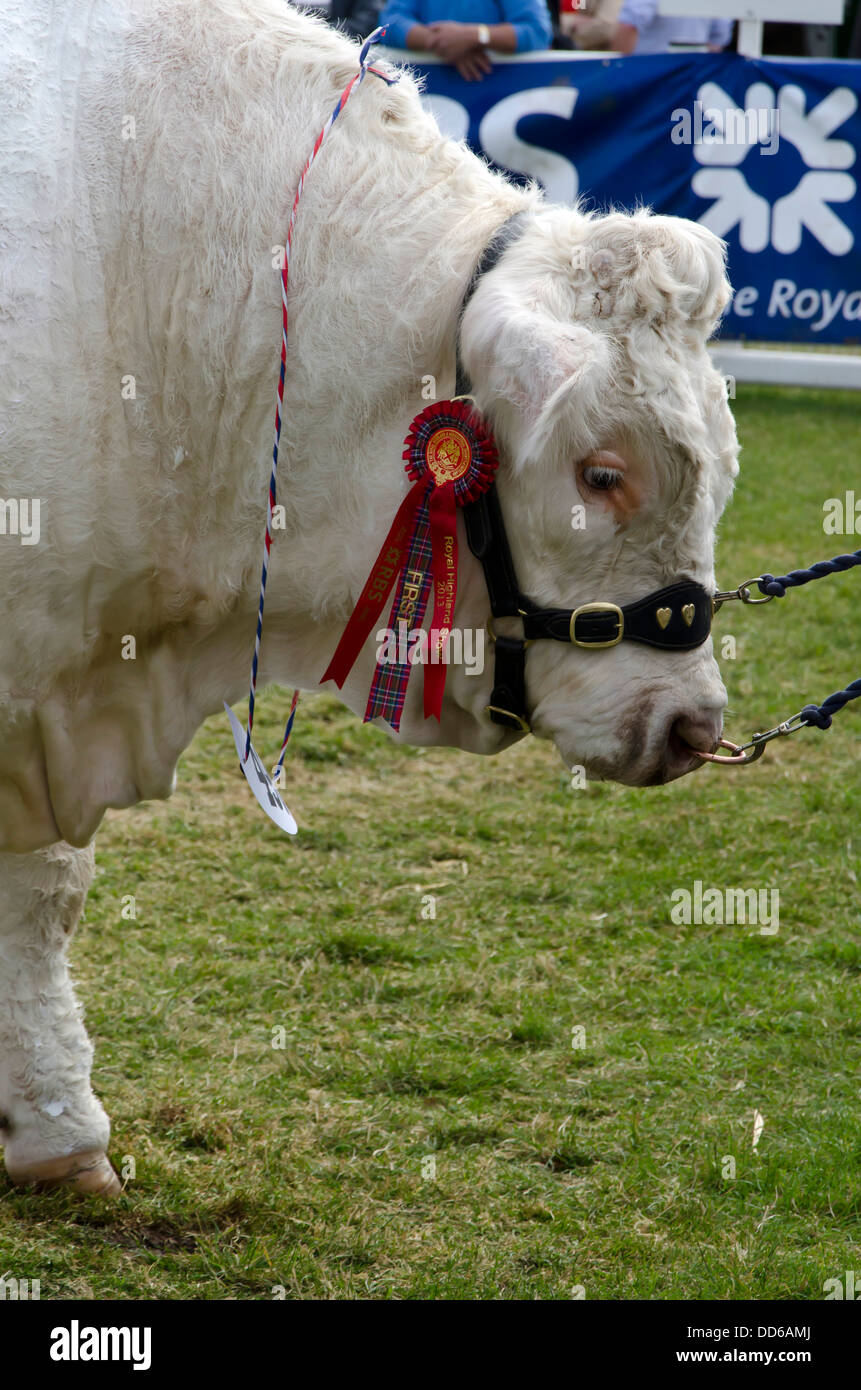 Premio Charolais bull con rosone al Royal Highland Show, nei pressi di Edimburgo, Scozia. Foto Stock