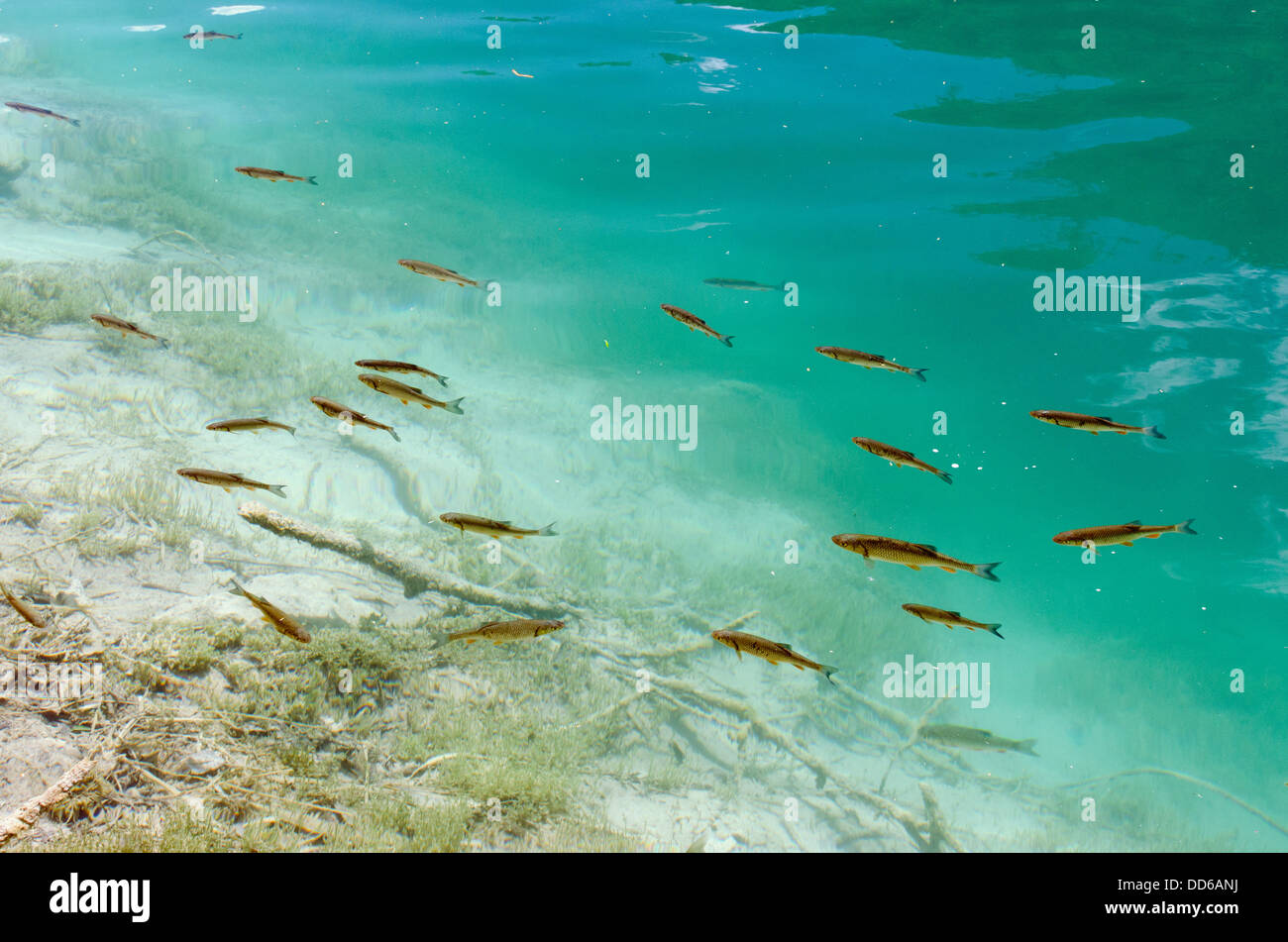 Pesce in abbondanza nuotare nelle limpide acque blu del Parco Nazionale di Plitvice, Croazia Foto Stock