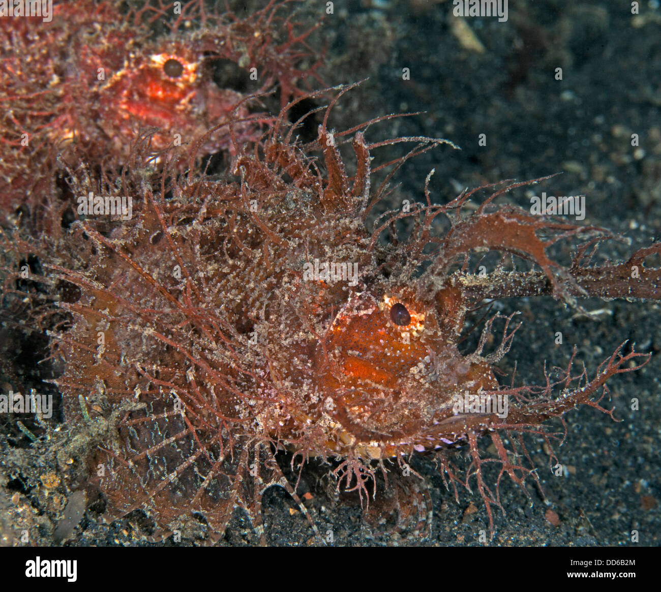 Una coppia di Ambon scorfani, Lembeh Straits, Indonesia Foto Stock