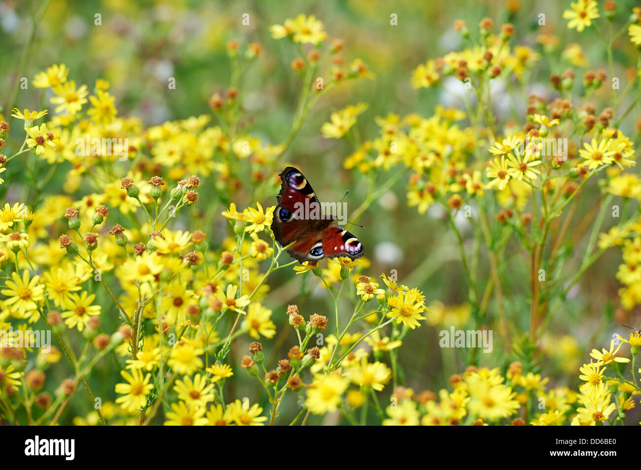 Farfalla Pavone, Inachis io, raccogliendo il polline da erba tossica sulla conservazione terreni agricoli. Inghilterra, Regno Unito, 2013. Foto Stock
