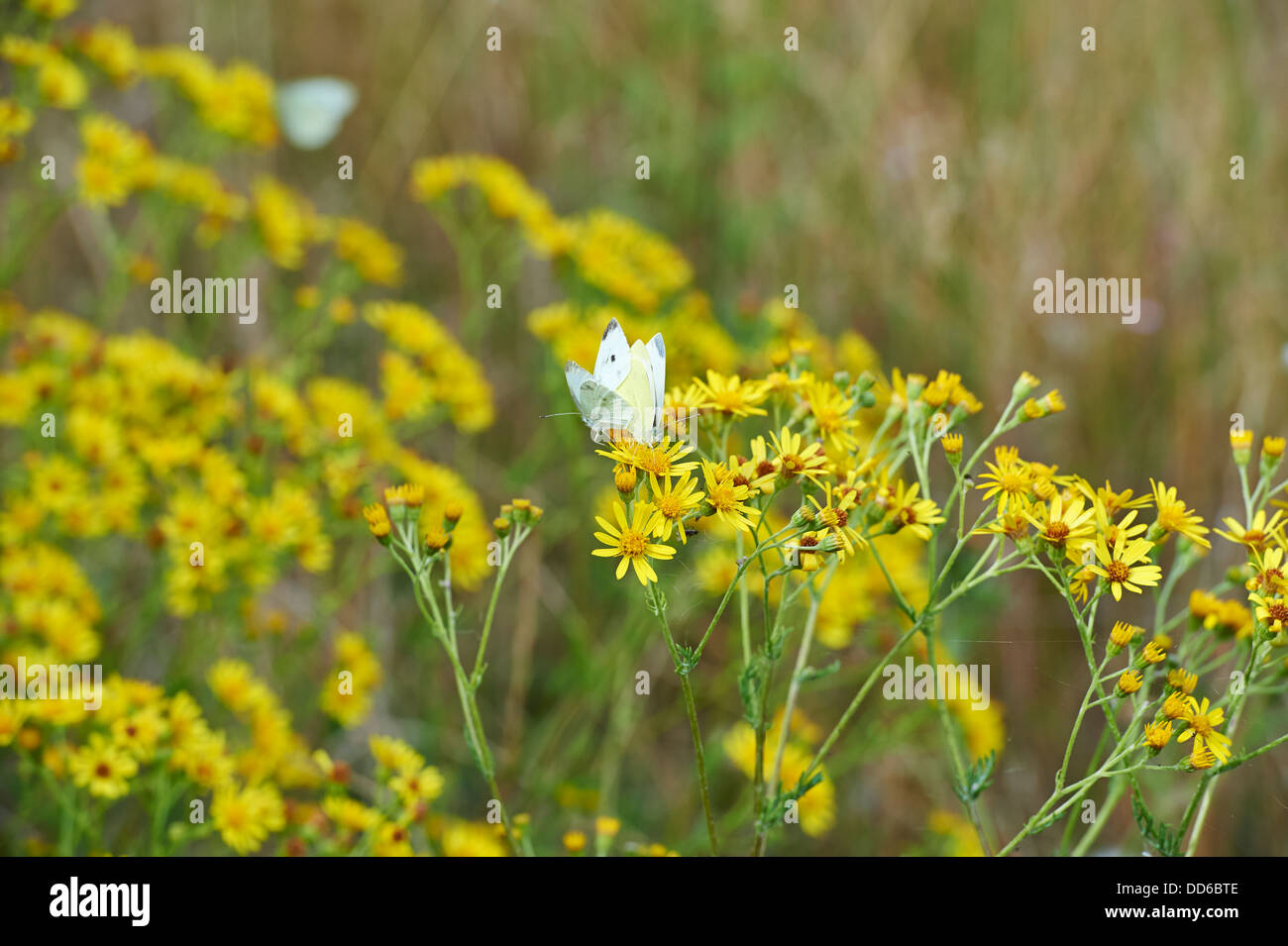 Large White Butterfly, Sarcococca brassicae, coniugata su erba tossica sulla conservazione terreni agricoli. Inghilterra, Regno Unito, 2013. Foto Stock